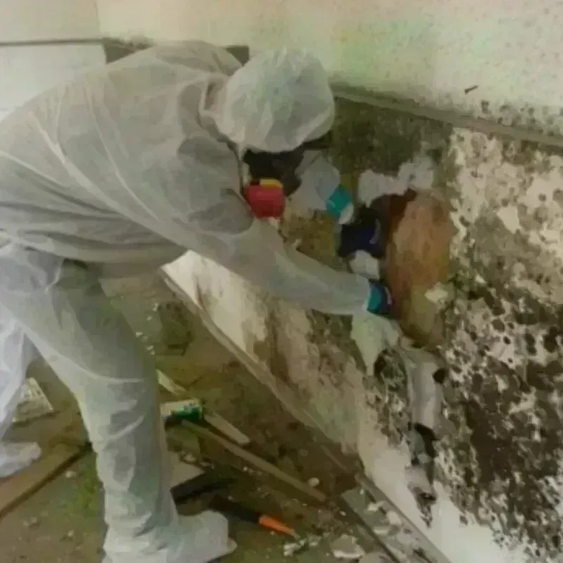 Mold Remediation and Removal in Arlington, WA